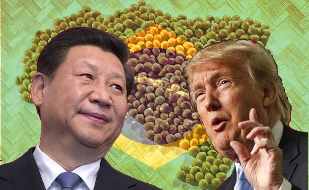 Soja Brasil China e Estados Unidos soja comercial