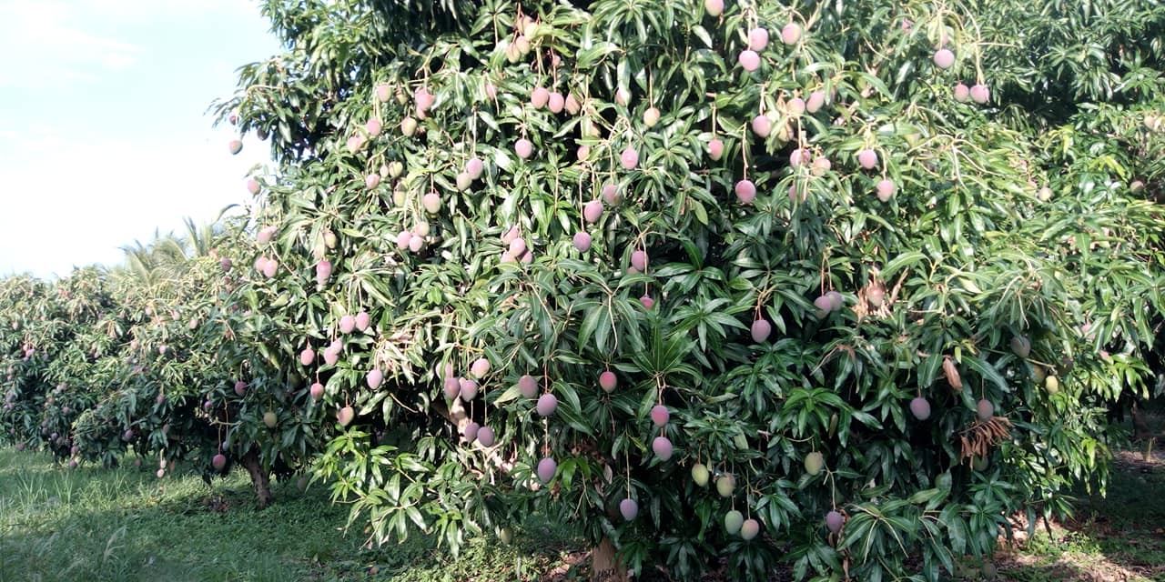 Produtos Orgânicos Multinacional