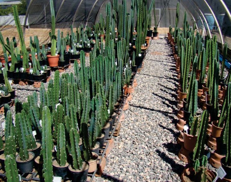 Embrapa - produção - campo