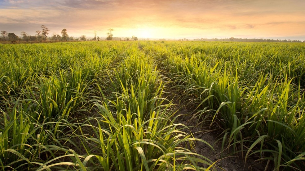 Sugarcane Source of Ethanol for Green Hydrogen