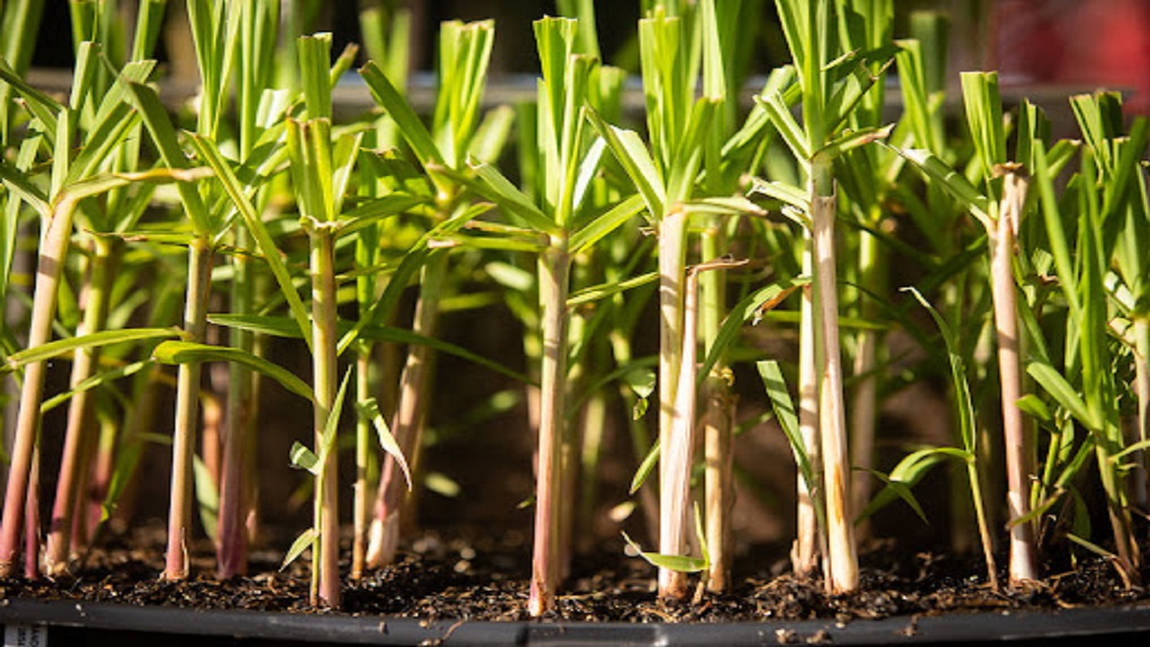 Embrapa - cana genética - etanol - economia -