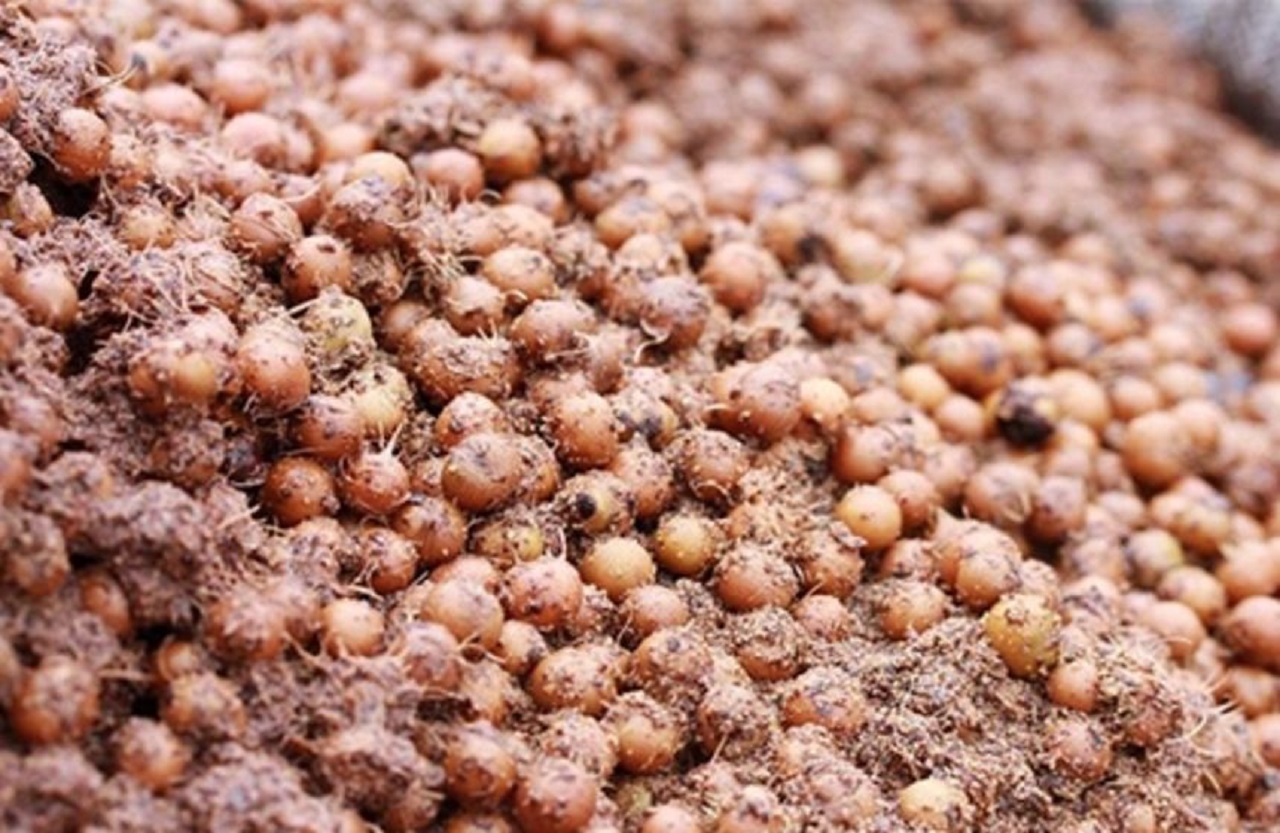 Hydro - UFPA - açaí - caroço de açaí - combustível - energia renovável