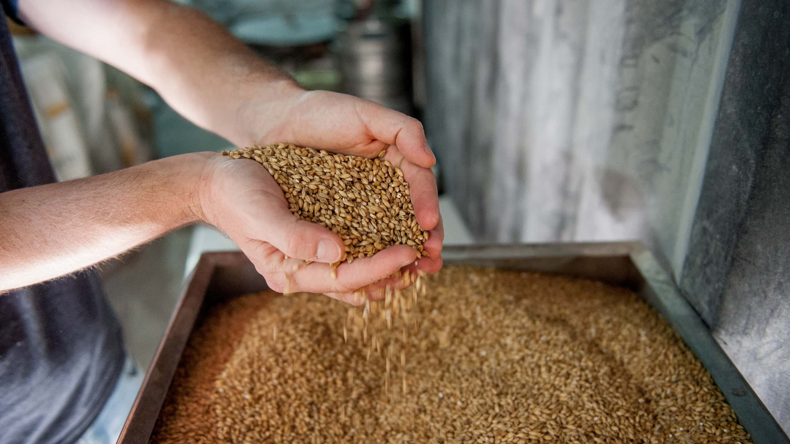 Malte da indústria cervejeira capaz de fornecer energia renovável através de biogás