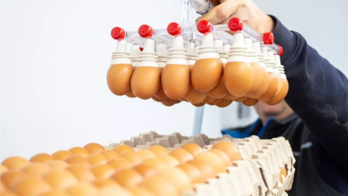 casca de ovo fertilizante paraná agronegócio lavouras milho soja sustentável econômico