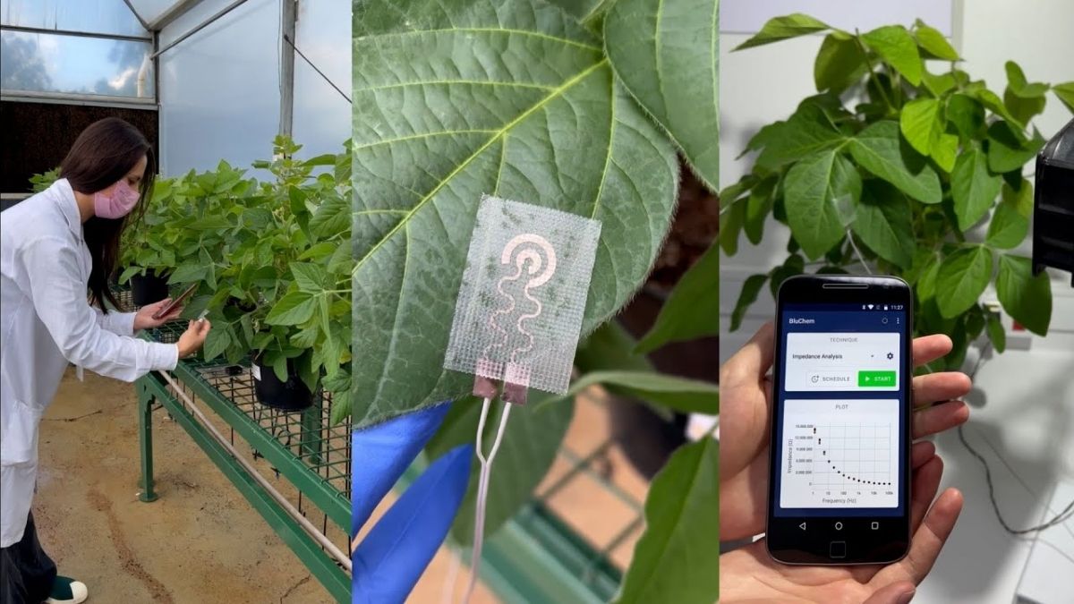 sensor vestível lavouras cana-de-açúcar agronegócio pragas