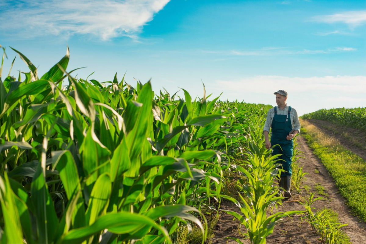 créditos rurais para as safras