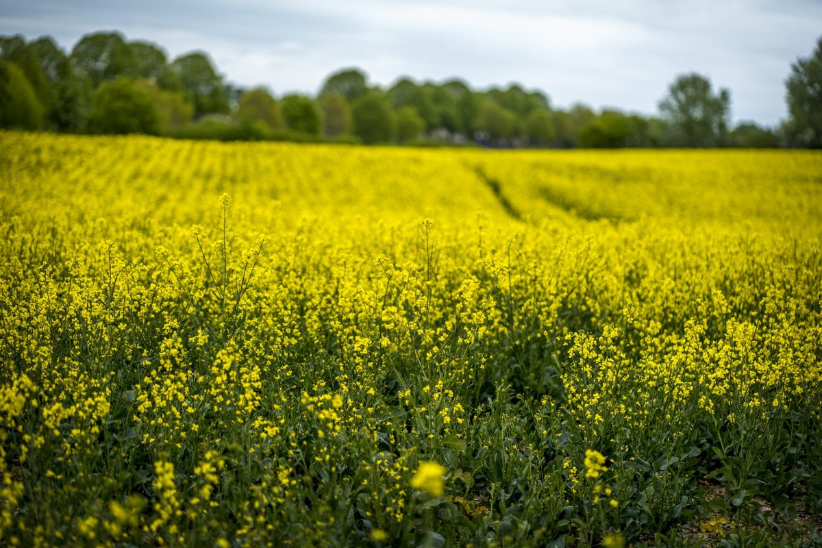 combustível renovável a partir da canola