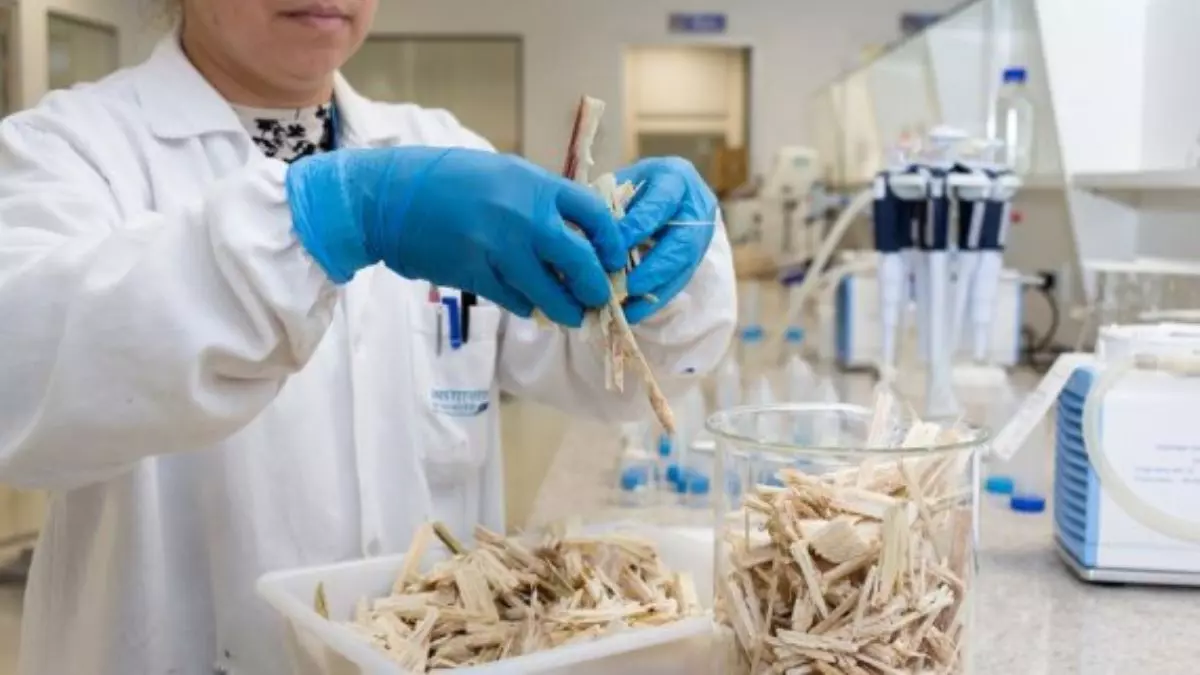 Senai ISI Biomassa biocarvão emissões de carbono aquecimento global sustentabilidade