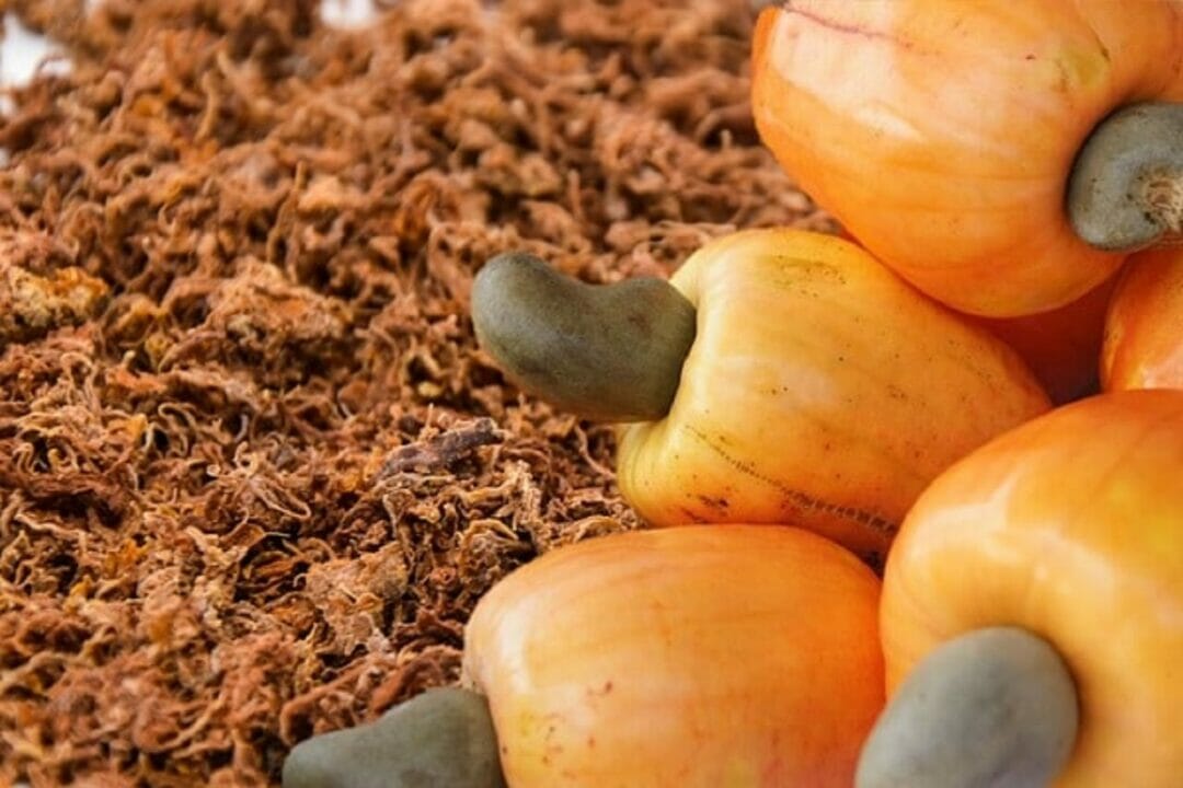 Bagaço de caju se torna matéria-prima para produção de hidrogênio verde, em processo inédito e de baixo custo  desenvolvido por pesquisadores da Universidade Federal do Ceará