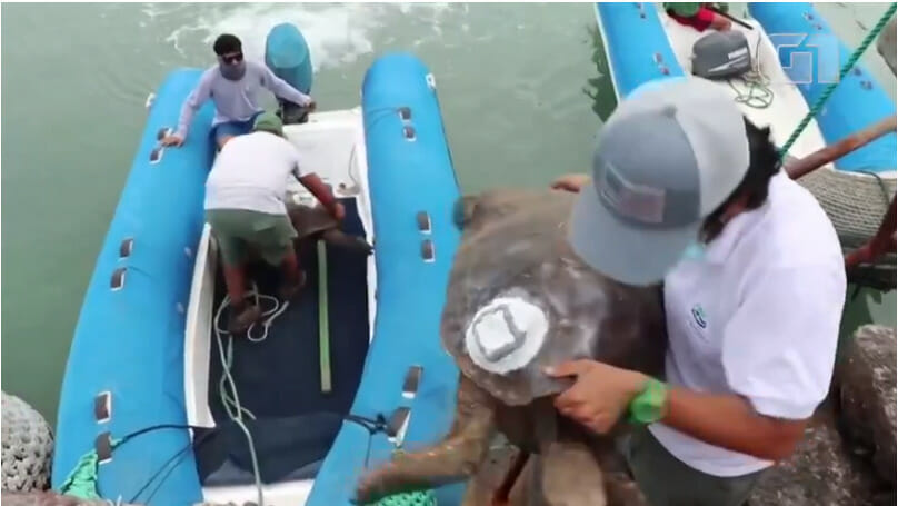 Do monitoramento de ativos à preservação de espécies em extinção