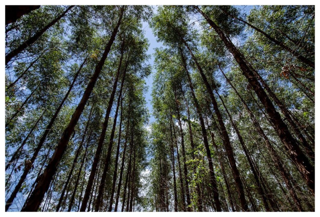 Bracell presença marcante na economia da Bahia e do Brasil Por Marcos Sacco, gerente sênior Florestal da Bracell