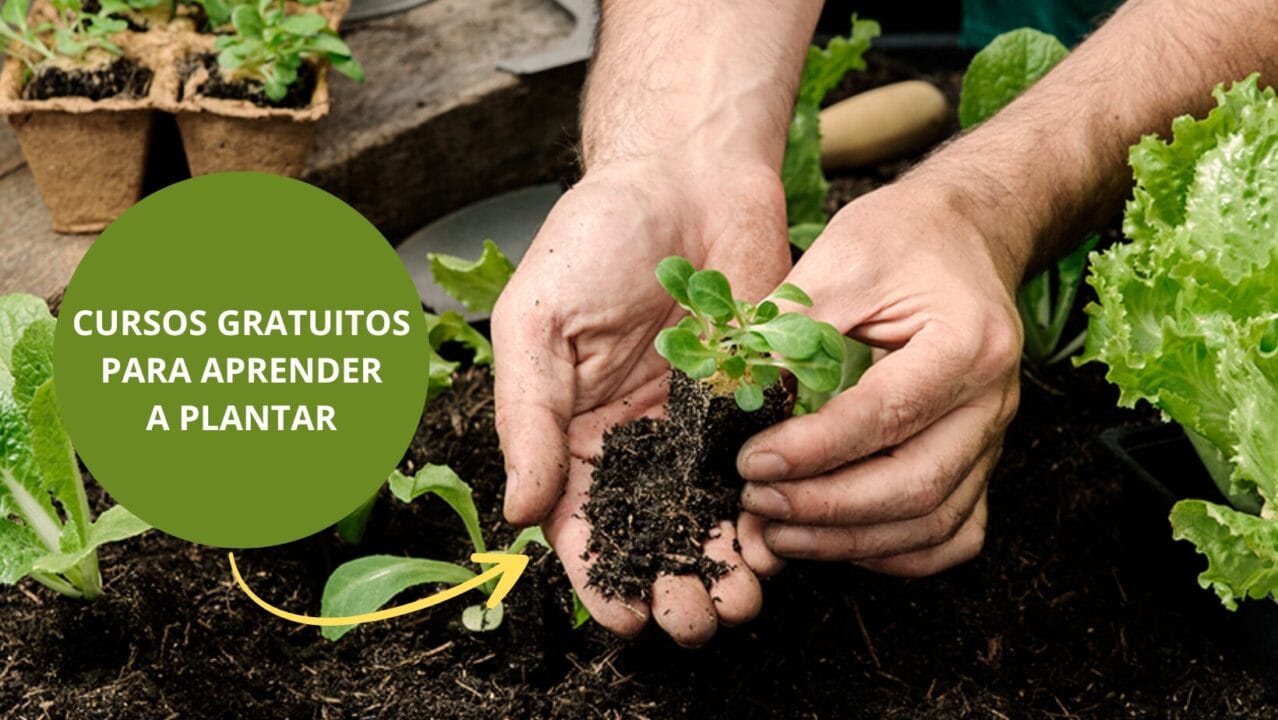 Curso gratuito de Horticultura lhe ensinará tudo sobre plantar! Aprenda a preparar a sua horta, do solo à colheita.