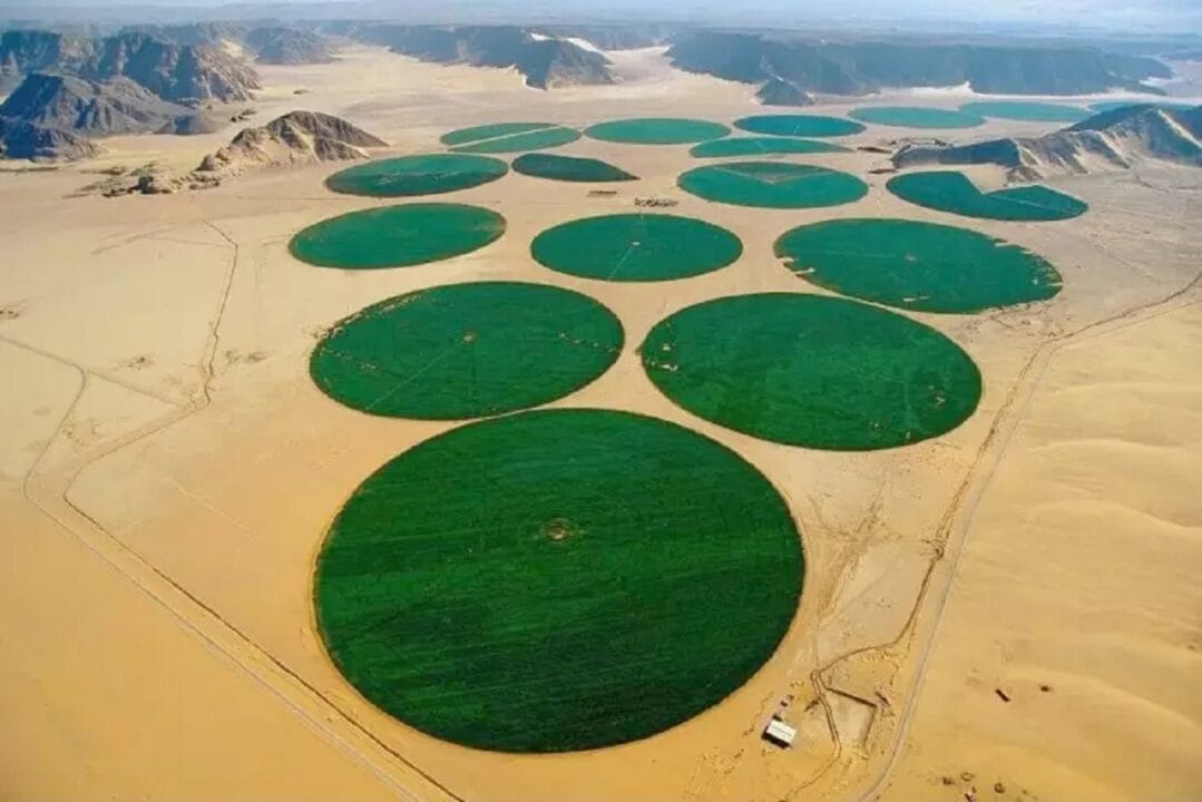 Arábia Saudita desenvolve nova tecnologia que pode transformar desertos em regiões com vegetação a partir de água da chuva