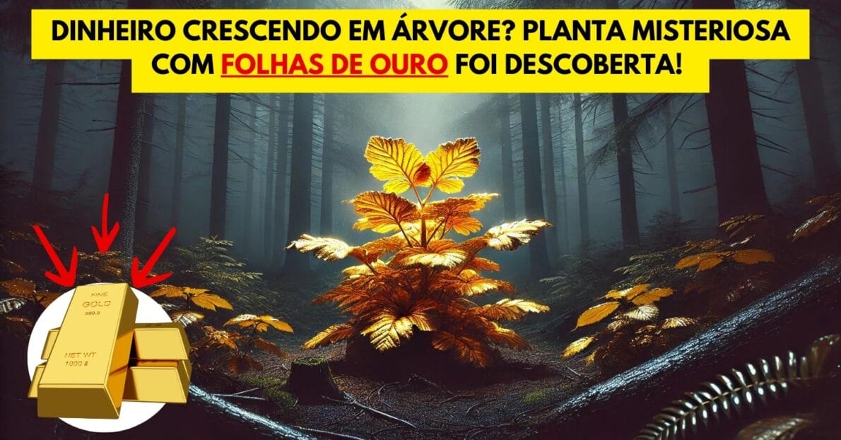 Dinheiro crescendo em árvore Planta misteriosa com folhas de ouro foi descoberta! Fonte inesgotável de riqueza encontrada