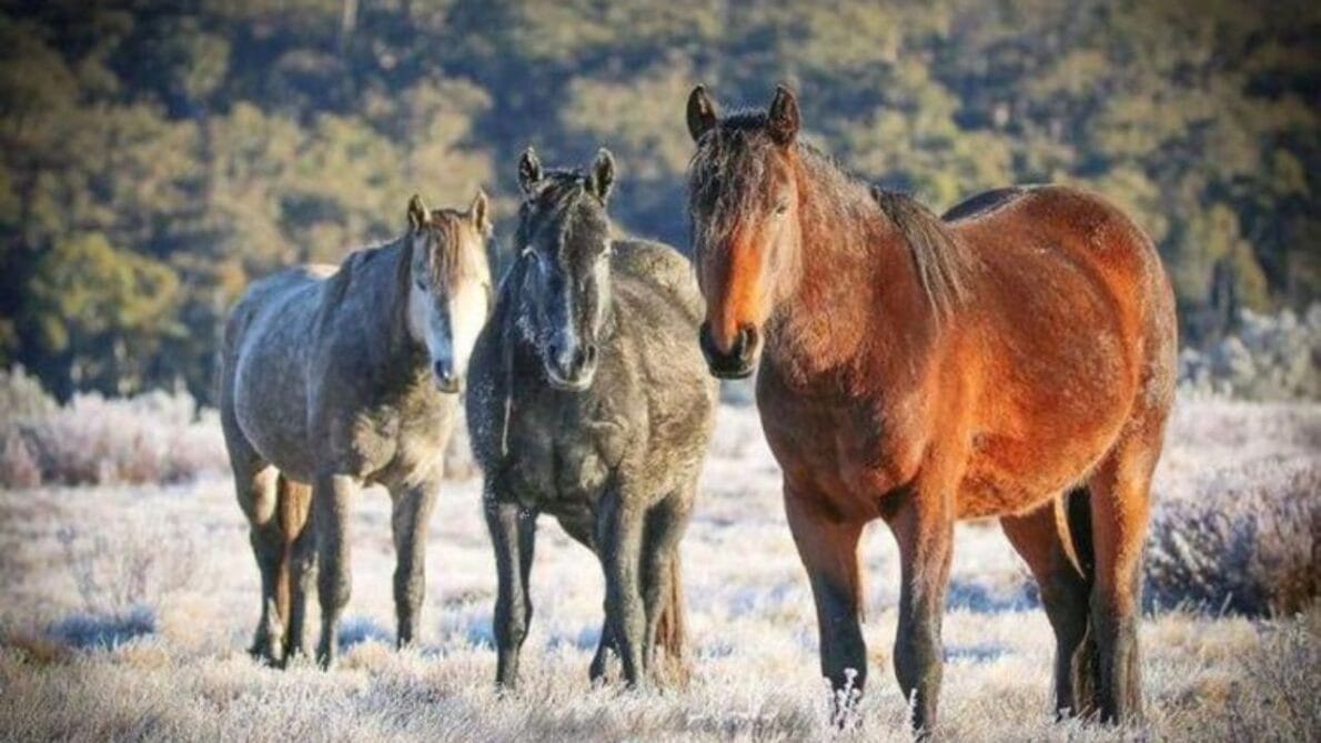 Wild horses have a devastating impact on the alpine environment of Kosciuszko National Park. Studies conducted by the federal government’s threatened species scientific committee reveal that these animals are directly threatening the survival of several endemic species. They contribute to habitat destruction, cause significant soil erosion, and damage waterways, leading to degradation of riverbanks and loss of native vegetation.