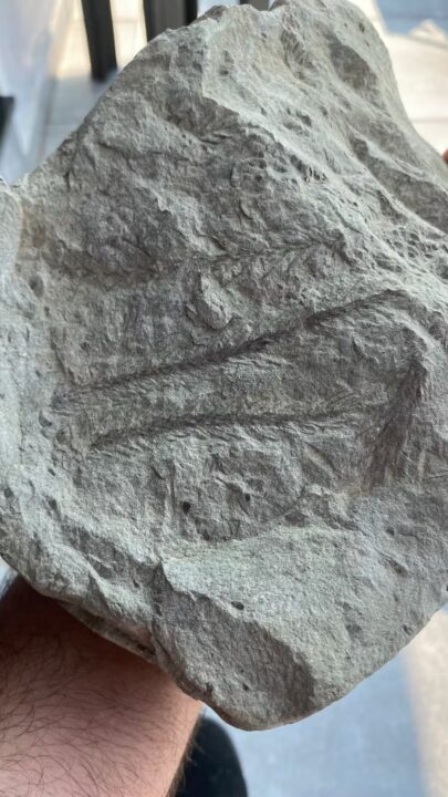 Group Led by a Priest Finds a 270 Million-Year-Old Fossil in Brazil, Lived Long Before the Emergence of Flowering and Fruiting Trees