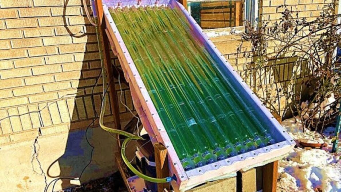 Researchers are exploring innovative ways to use algae to create living solar panels and hydrogen farms