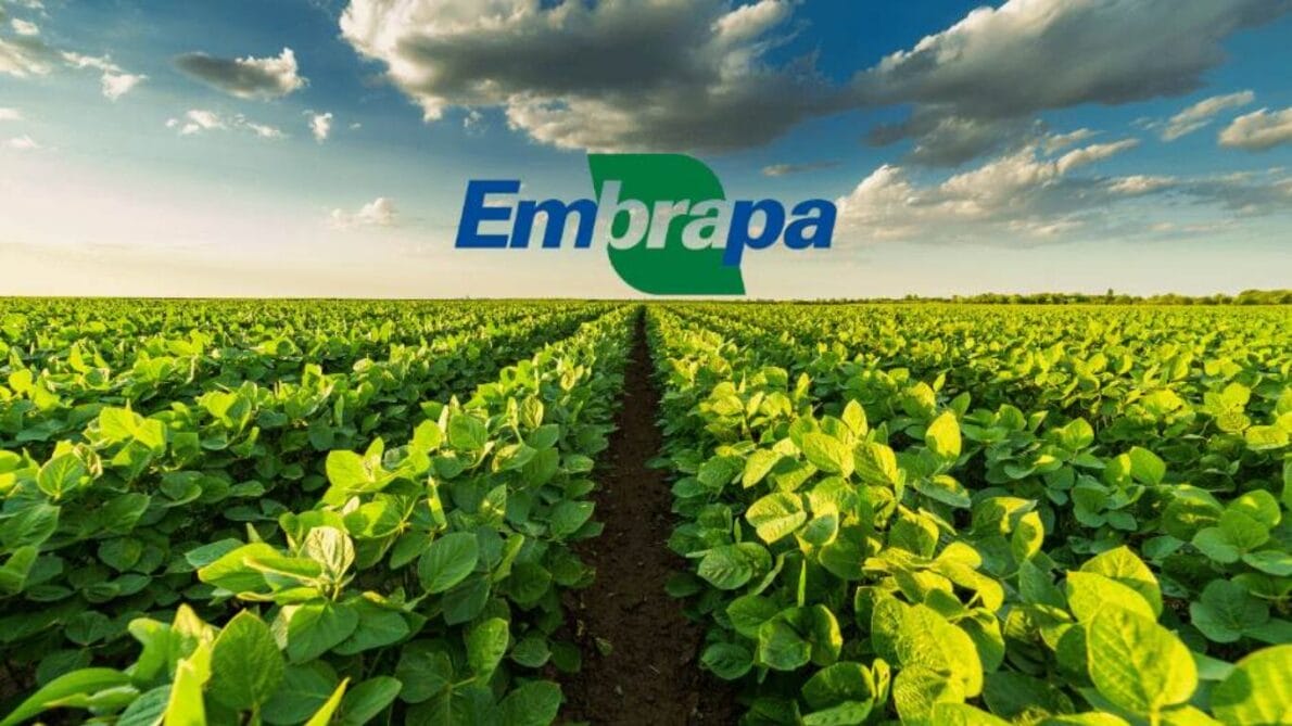 embrapa - vacancies - selection process - public competition - job openings