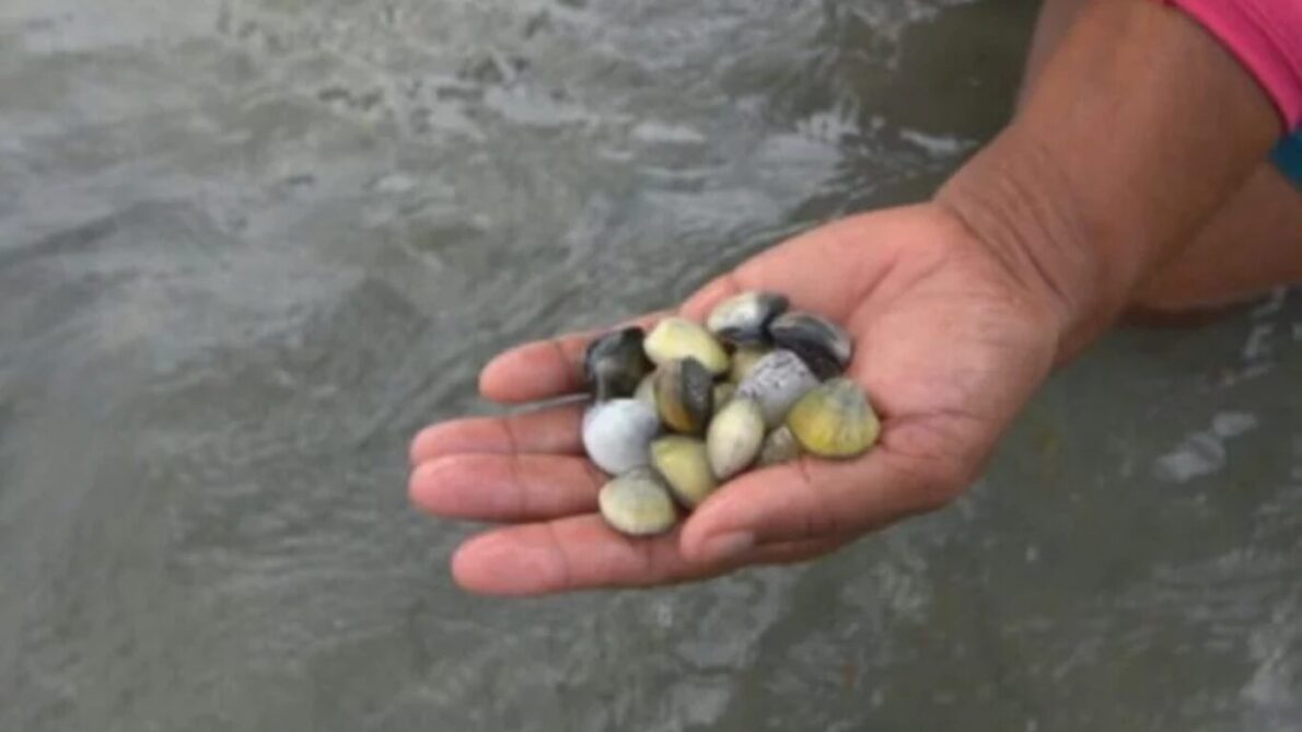 “ecological brick”, “shell brick”, “civil construction”