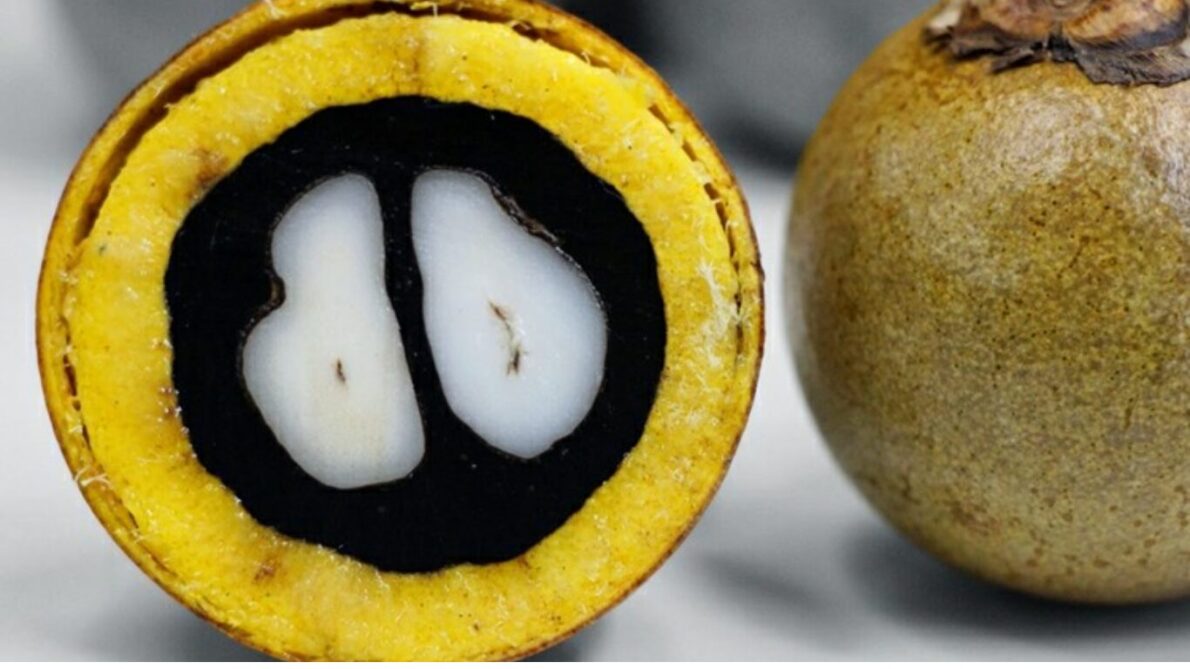 Soy, Arabs, United Arab Emirates, investment, macaúba