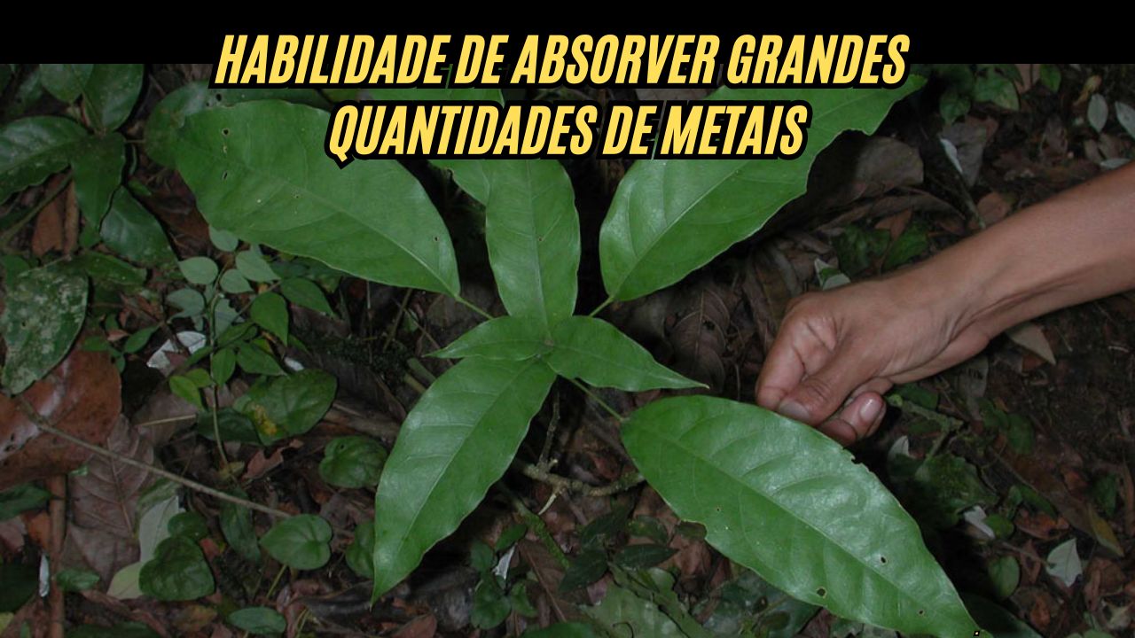Descoberta INÉDITA: Cientistas de Pernambuco encontram planta capaz de retirar metais pesados do solo e acumular até 10 vezes mais zinco do que o normal