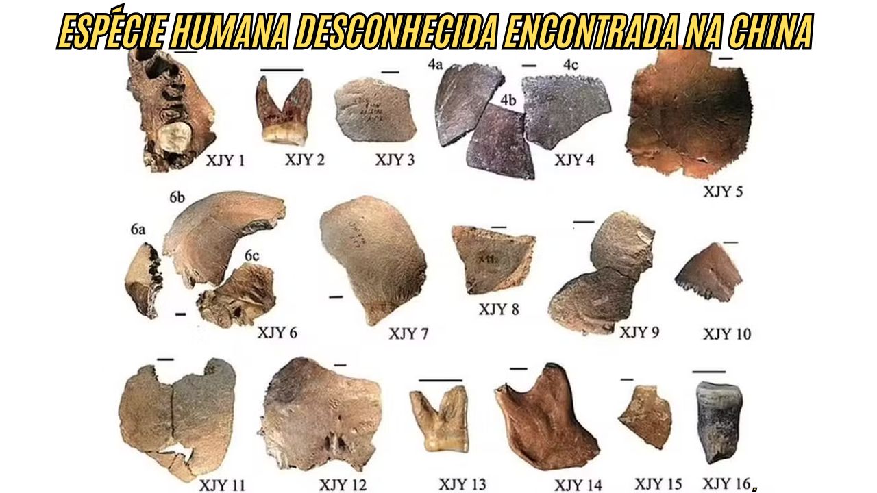Nova descoberta na China revela fósseis de 16 indivíduos com crânios gigantes de 1.800 cm³: evidências de espécie humana desconhecida