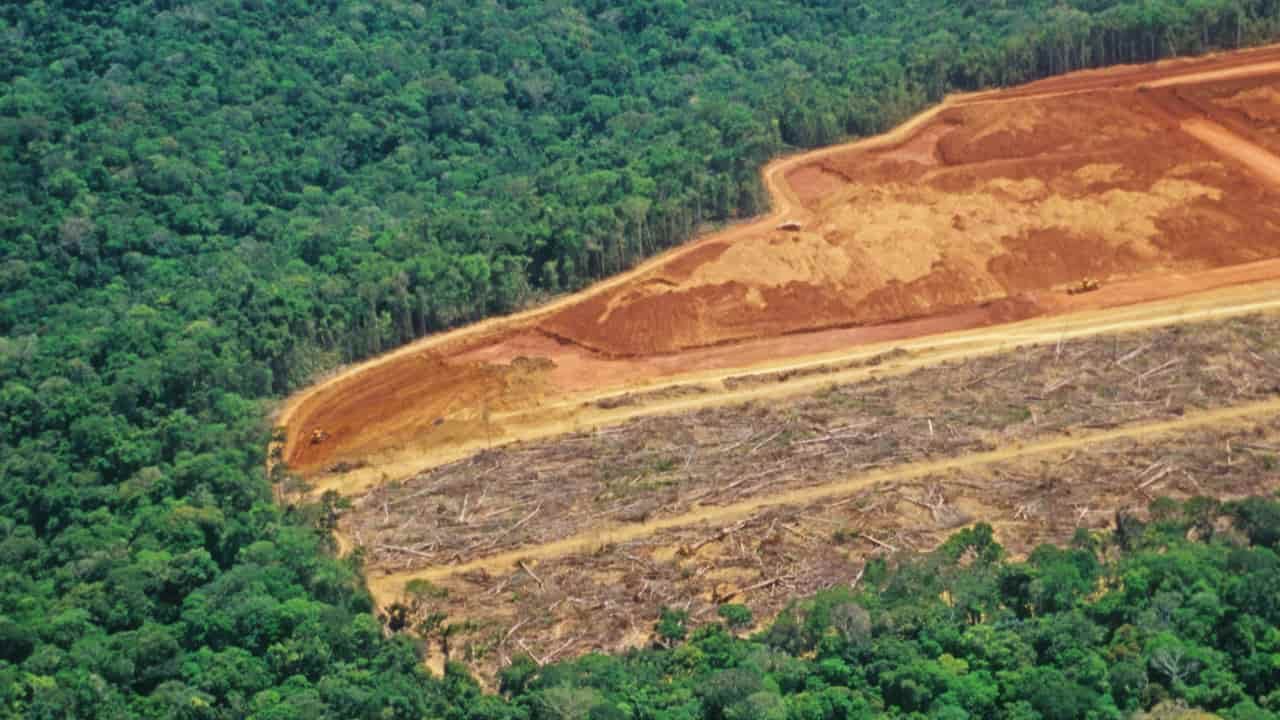 Mata Atlântica perdeu quase 200 mil campos de futebol de floresta em 10 anos: Estudo revela destruição alarmante!