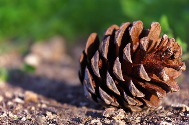 Foto ilustrativa para ilustrar a materia de biomassa de pinheiro.