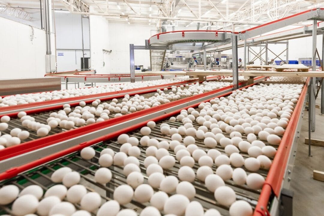 EUA se tornam o maior importador de ovos do Brasil após surto de gripe aviária, com aumento de 346% nas compras entre janeiro e março, segundo a ABPA.