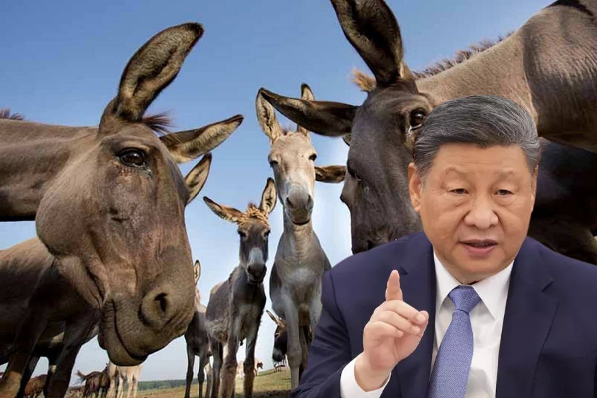 Por Que a China Está Comprando Burros do Mundo Todo? O Segredo do Ejiao