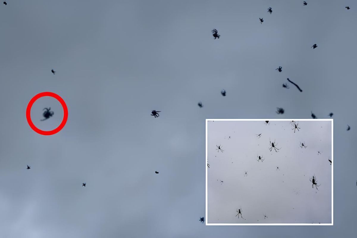 Chuva de aranhas é real? Descubra a verdade sobre este fenômeno no Brasil, o comportamento da Parawixia bistriata e se há perigo!