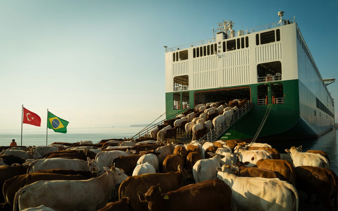 Maior navio boiadeiro do mundo parte do Porto de Rio Grande com 20 mil bovinos rumo à Turquia