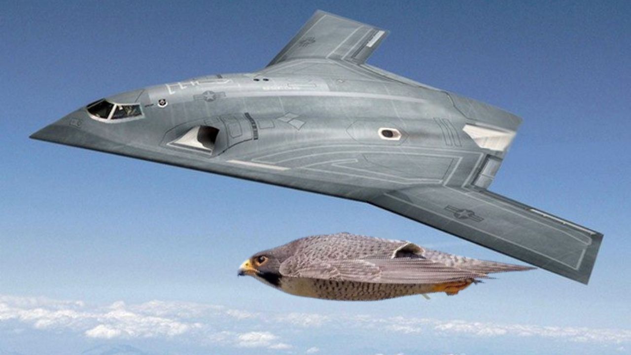 O Falcão Peregrino que inspirou o Bombardeiro B-2, seu 'superpoder' está no seu nariz e voa a 400km/h