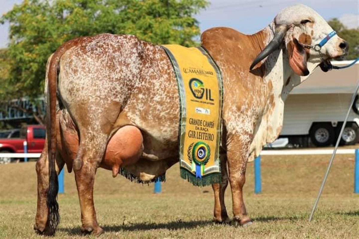 Vaca, Magda, Gir Leiteiro