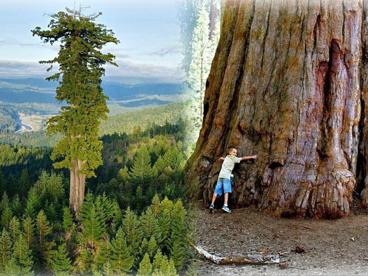 Hyperion: a história secreta da árvore mais alta do mundo e por que você não pode visitá-la