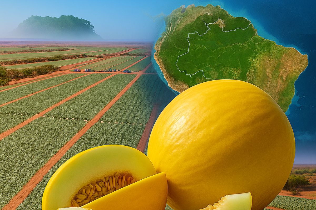 A Maior Fazenda de Melão do Brasil: A Gigante do Sertão que Colhe 1 Milhão de Frutos por Dia