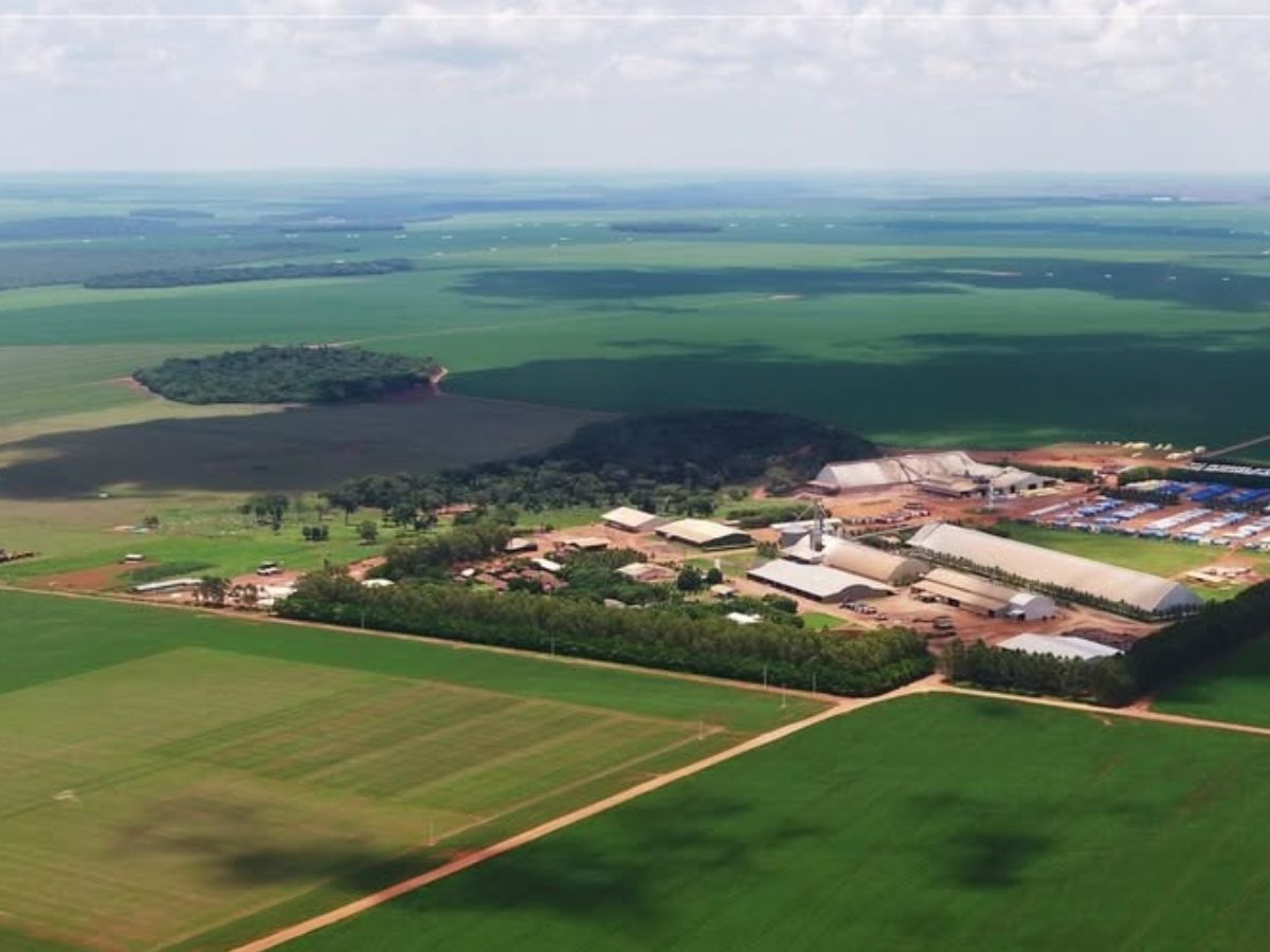 Maior fazenda de milho do Brasil: Desvendamos os números do Grupo Bom Futuro e da SLC Agrícola. Descubra a área real de milho de cada um e quem lidera