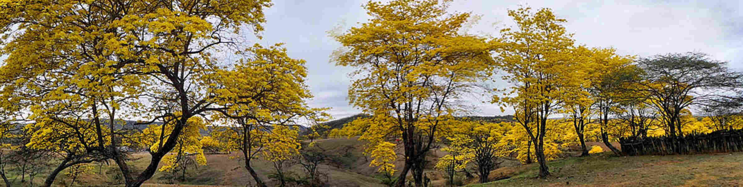 Guaiacã, Árvore mais forte do mundo