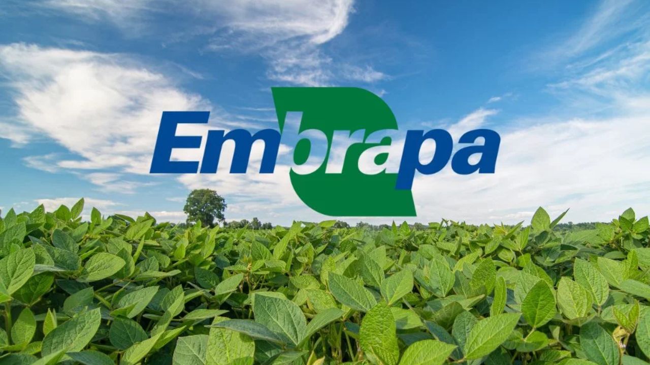 A Embrapa está com vagas abertas em cursos gratuitos sobre agricultura, empreendedorismo, apicultura e mais. Veja como se inscrever nas capacitações online da plataforma e-Campo.
