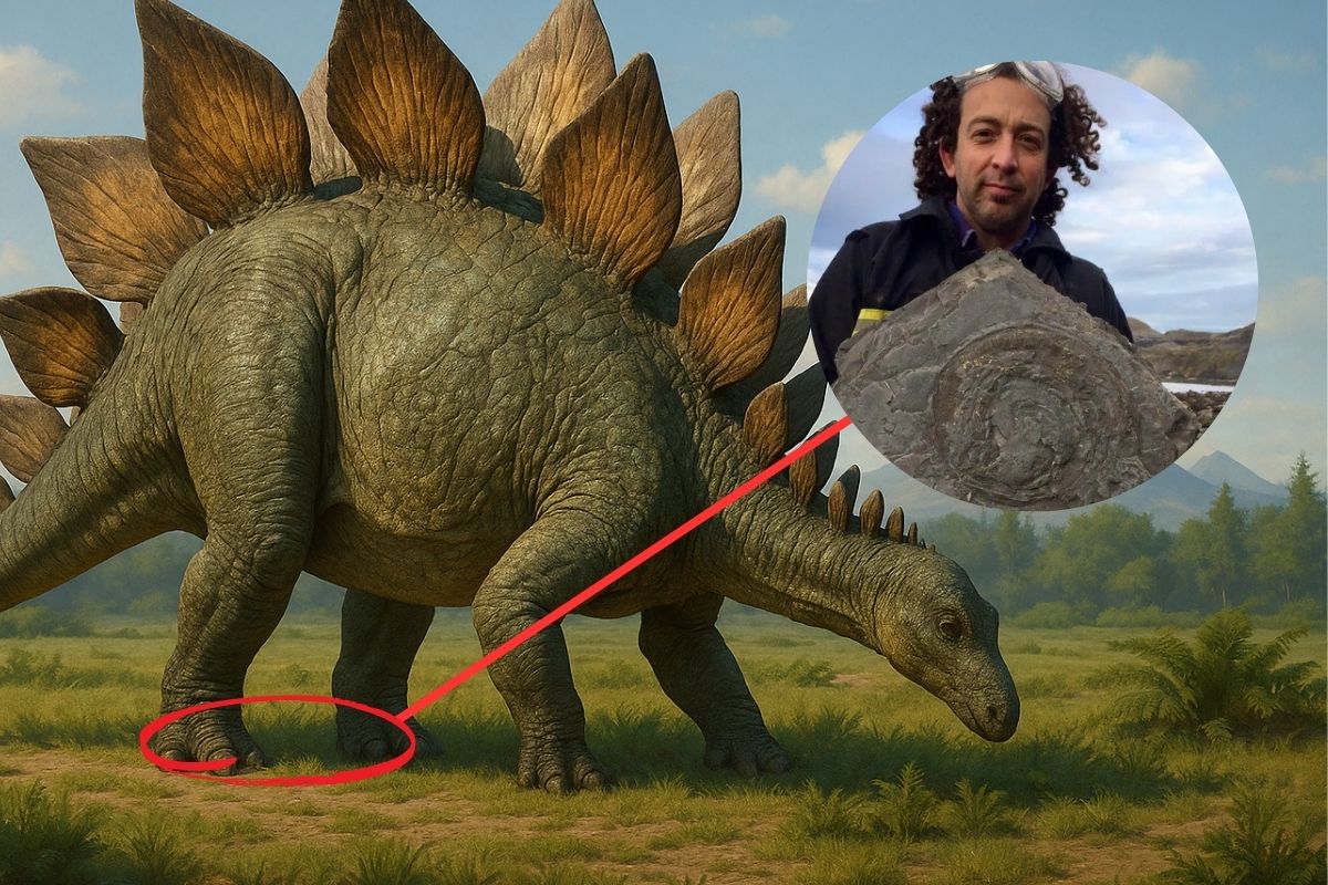 Ilustração em paisagem de um estegossauro caminhando em planície jurássica, com um círculo sobreposto mostrando Steve Cousins segurando bloco de arenito contendo pegada fossilizada; uma linha vermelha conecta o pé do dinossauro à imagem ampliada do fóssil.