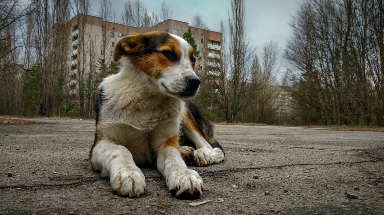 Cães de Chernobyl desenvolvem traços genéticos únicos após décadas na radiação. Estudo revela evolução surpreendente sob condições extremas.