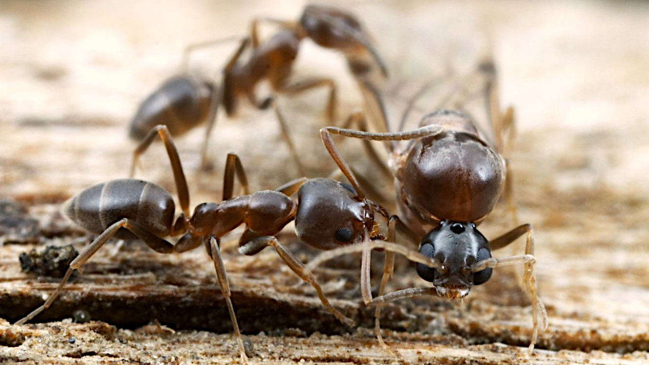 Pesquisa na Argentina revela que fungo nativo Beauveria bassiana elimina mais de 80% das formigas-argentinas em até cinco dias, oferecendo controle biológico sustentável e eficaz