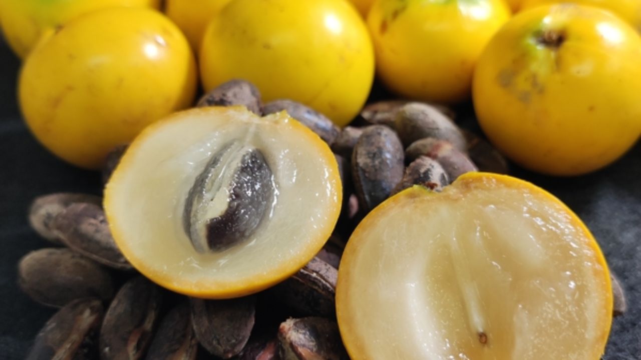 Conheça a trajetória do abiu, fruta exótica da Amazônia, que se tornou sucesso nas feiras paulistas e símbolo de inovação na fruticultura familiar.