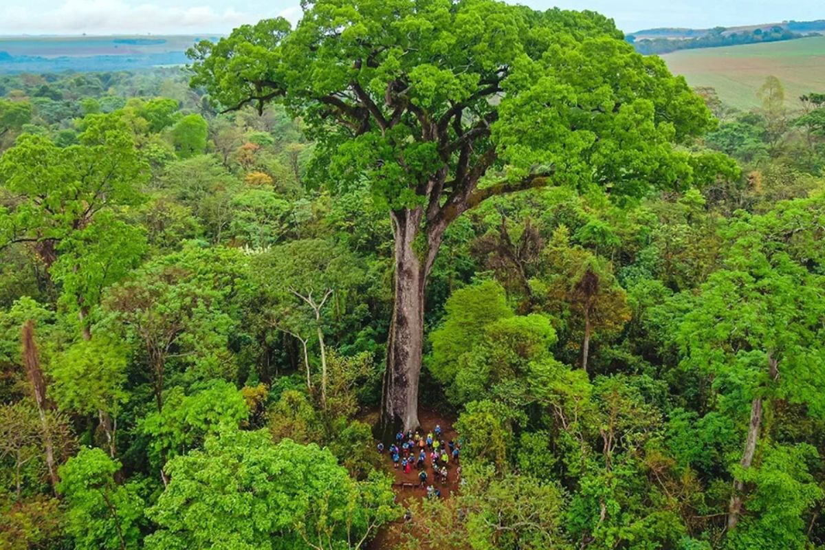 árvore mais antiga do Brasil