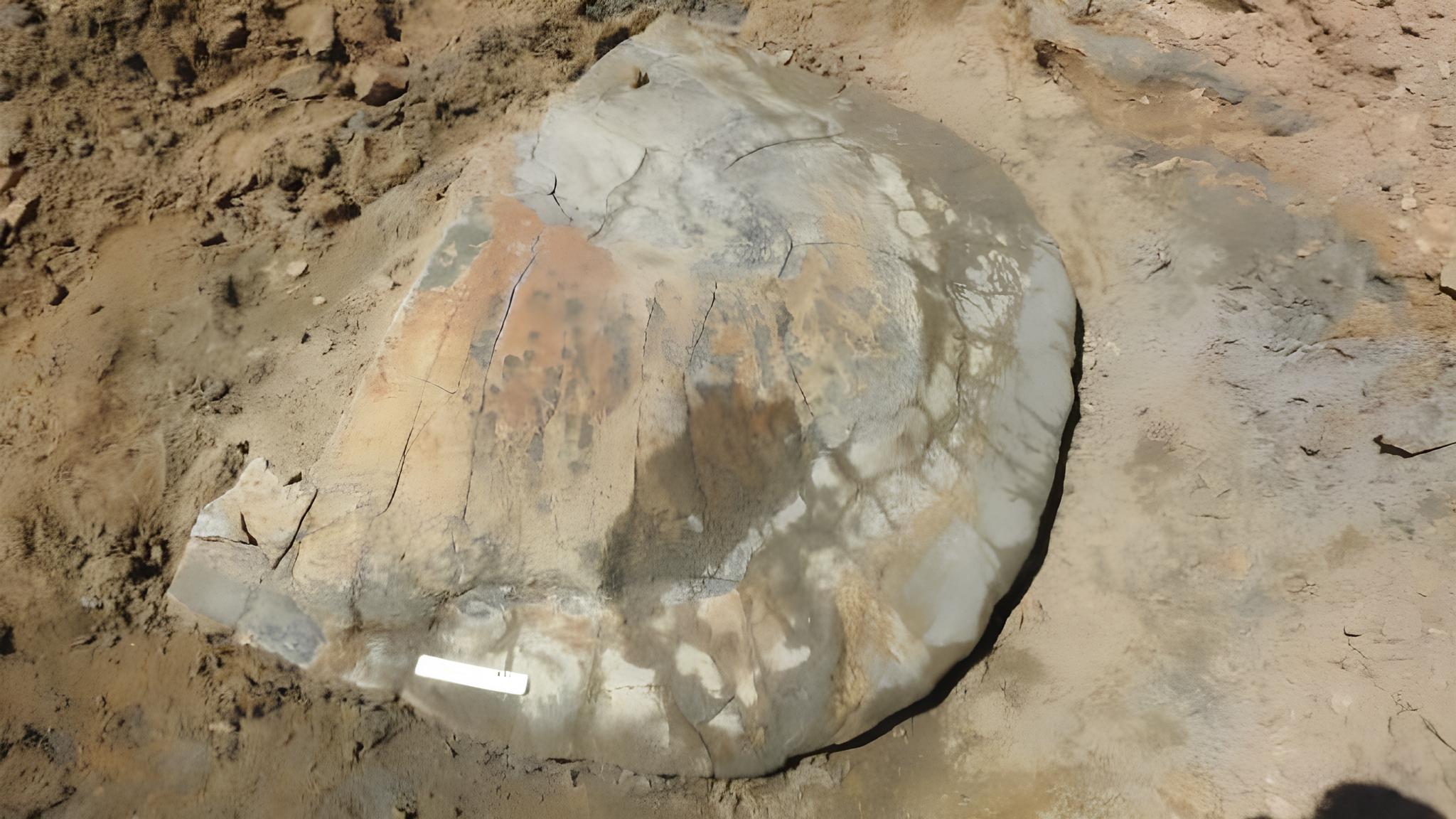 Pesquisadores brasileiros encontram fóssil de tartaruga gigante na Amazônia — e revelam que ela viveu há milhões de anos