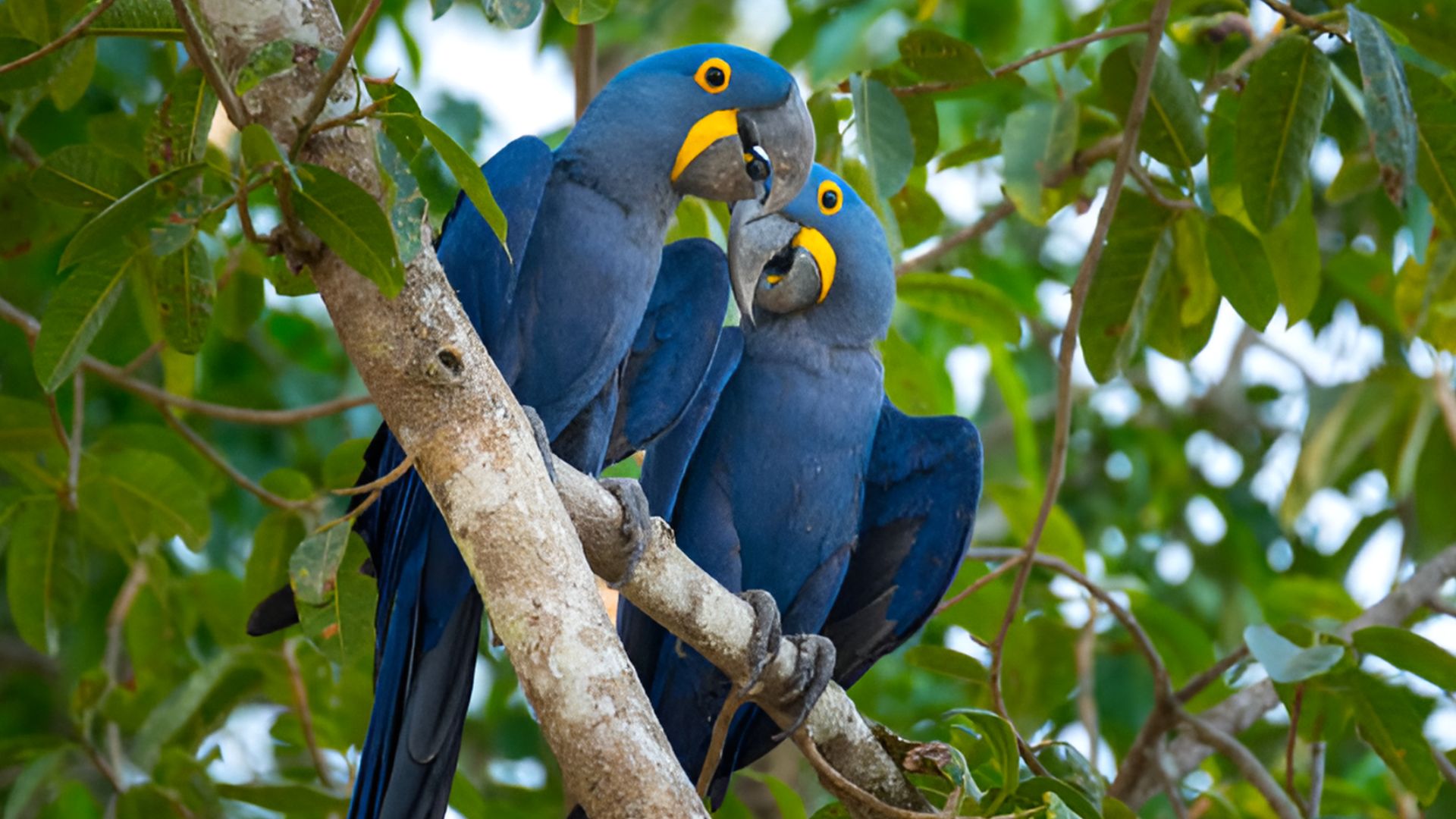 A maior arara-azul do mundo vive no Pantanal, tem 1 metro de envergadura e está em risco. Descubra por que ela é tão especial e rara.
