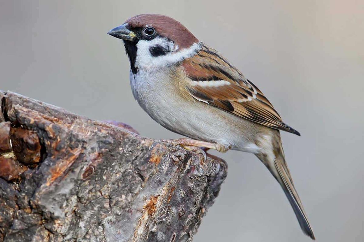 O silêncio nas cidades: por que os pardais, as aves mais comuns, estão desaparecendo?