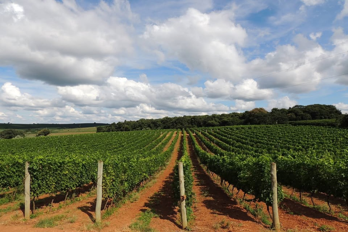 Vinhedo com parreiras verdes sob céu azul com nuvens em dia ensolarado