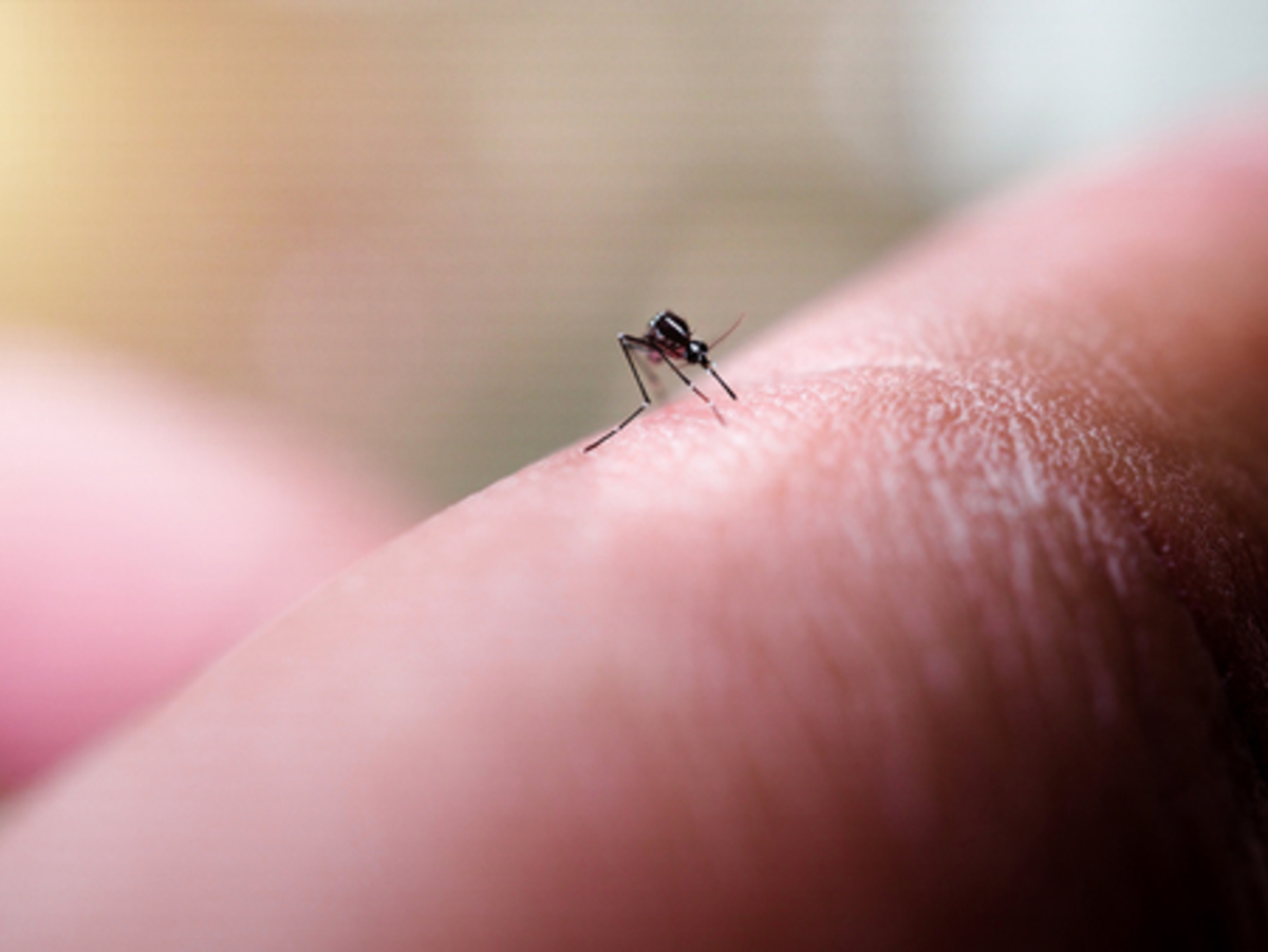 Quando pensamos no animal que mais causa mortes no mundo, a mente nos levar a tubarões, leões ou serpentes venenosas, entretanto, é outro.