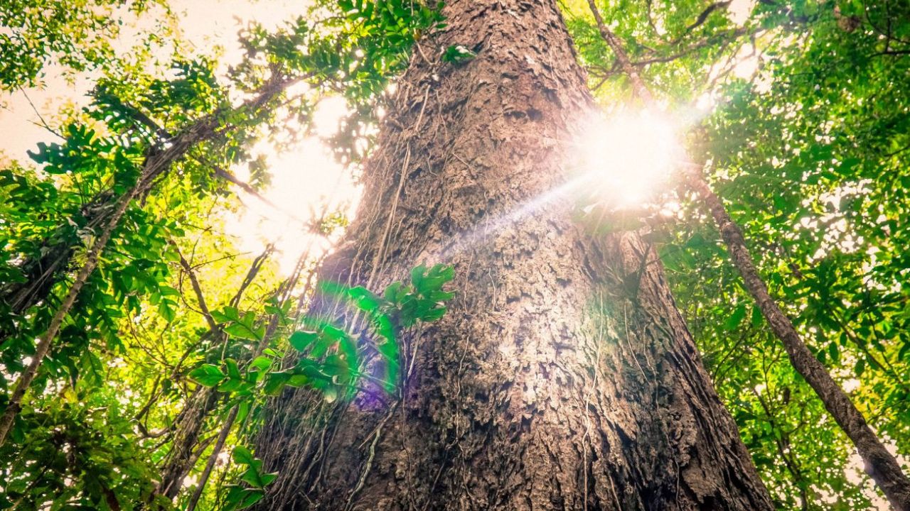 A árvore mais alta do Brasil foi encontrada na floresta amazônica e tem 88,5 metros. Veja onde ela está e por que sua preservação é vital.